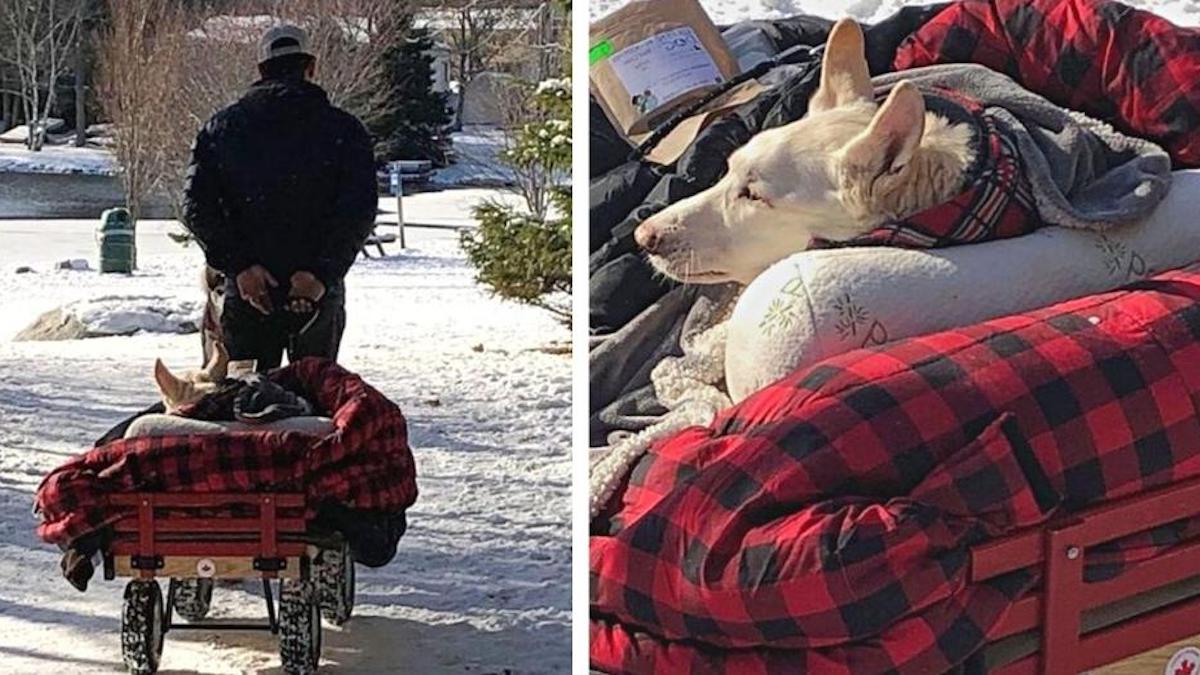 Un homme adapte un chariot pour emmener son chien, qui ne peut pas marcher, en promenade.