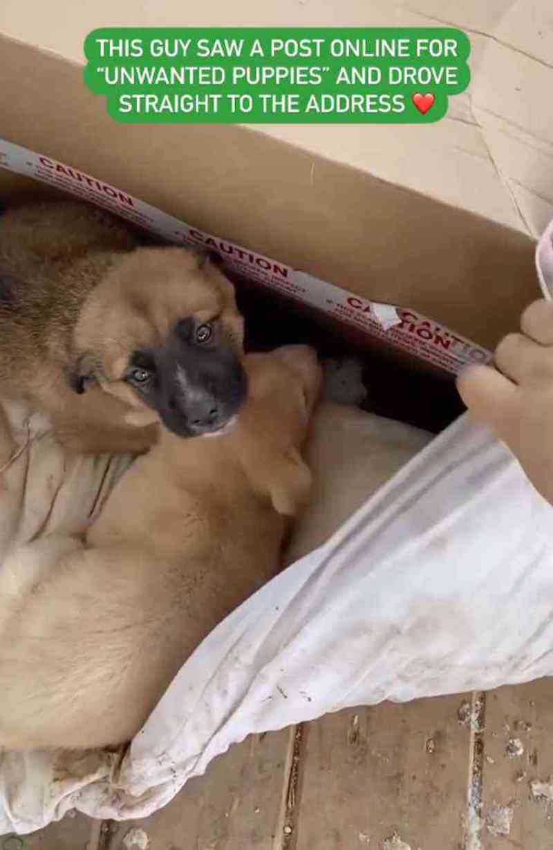 cuccioli