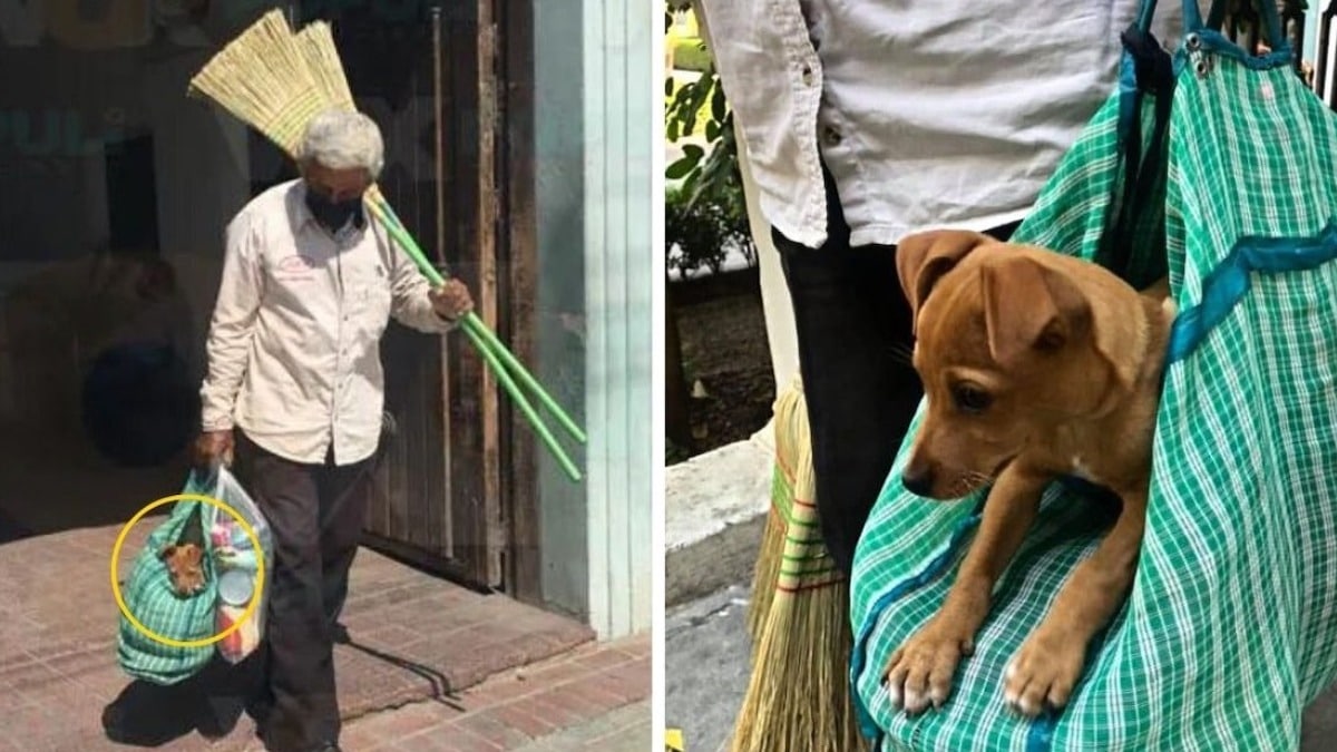 Un homme âgé va vendre des balais avec son chien dans un sac pour ne pas le laisser seul à la maison