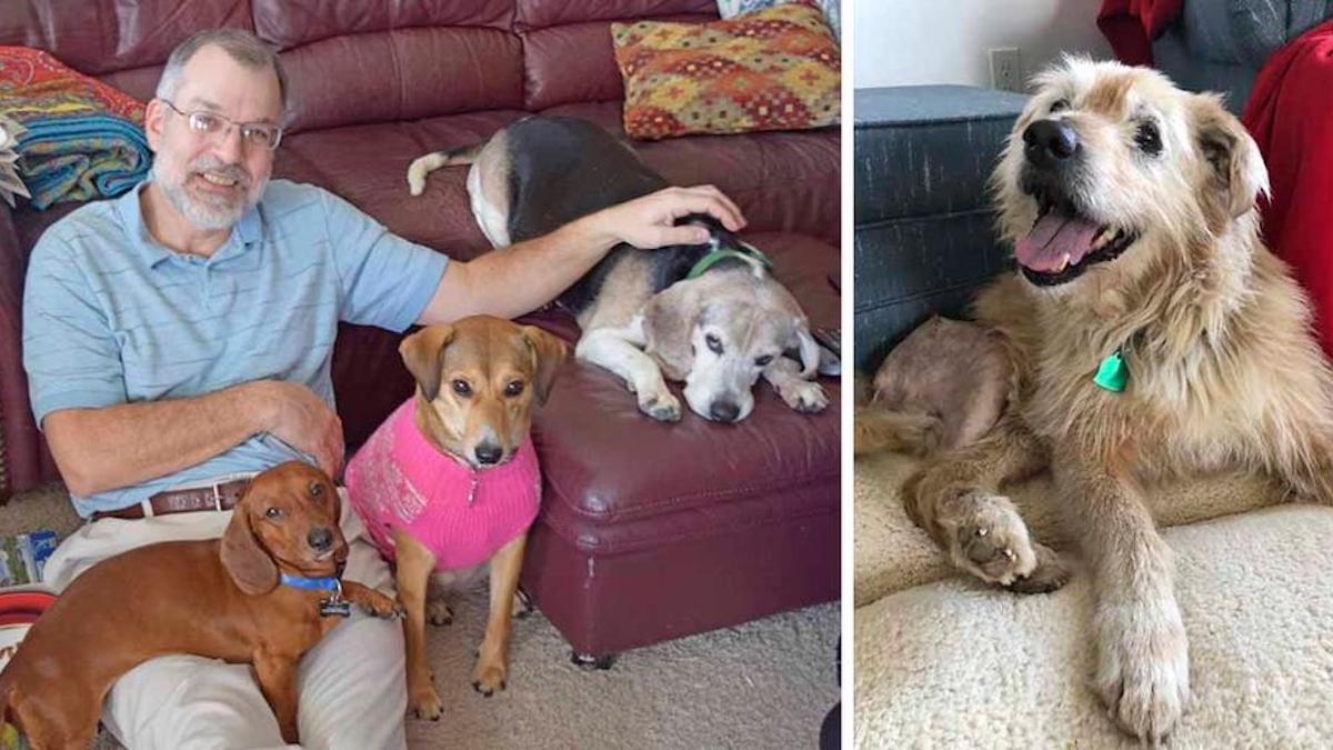 Un homme au grand cœur ouvre un foyer pour les chiens qui ont été abandonnés dans leur vieillesse.