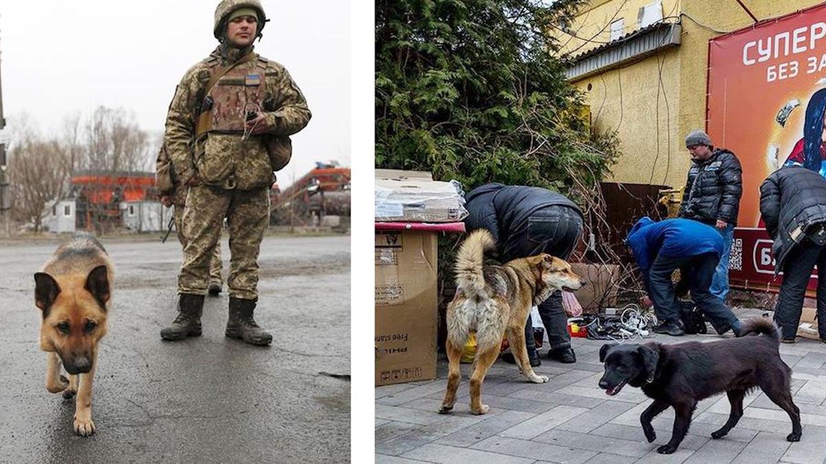Un homme espagnol parcourt 3 000 miles pour sauver 30 chiens et 2 familles en Ukraine