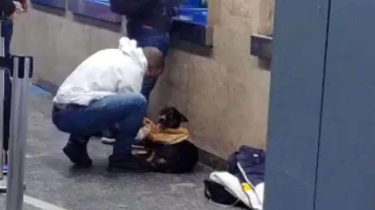 Un jeune homme a mis son manteau sur un chien errant qui grelottait dans le sous-sol, magnifique geste !
