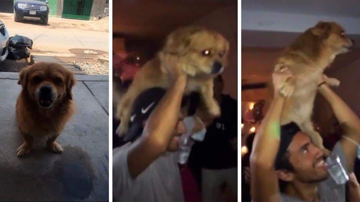 Un jeune homme découvre que ses amis ont emmené son chien en cachette à une fête