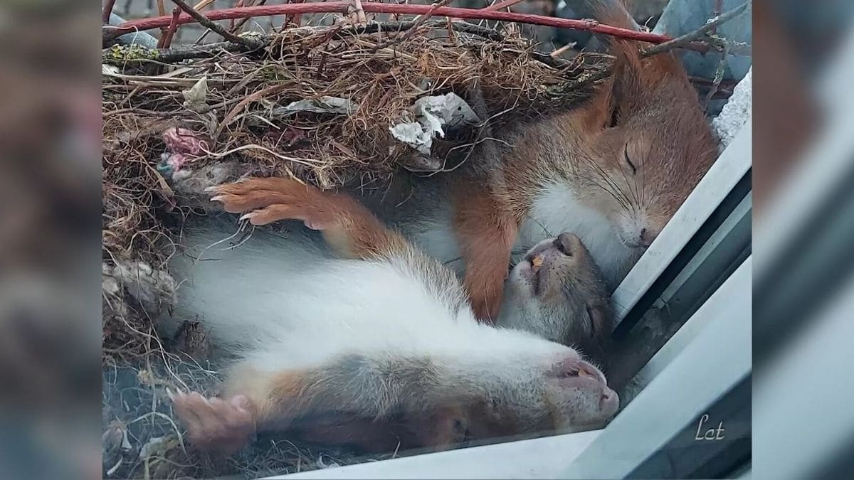 Un jeune homme trouve des écureuils faisant la sieste devant sa fenêtre