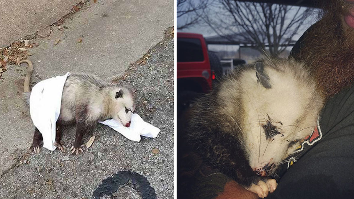 Un opossum en gestation s'accroche et ne cesse de serrer son sauveur dans ses bras.