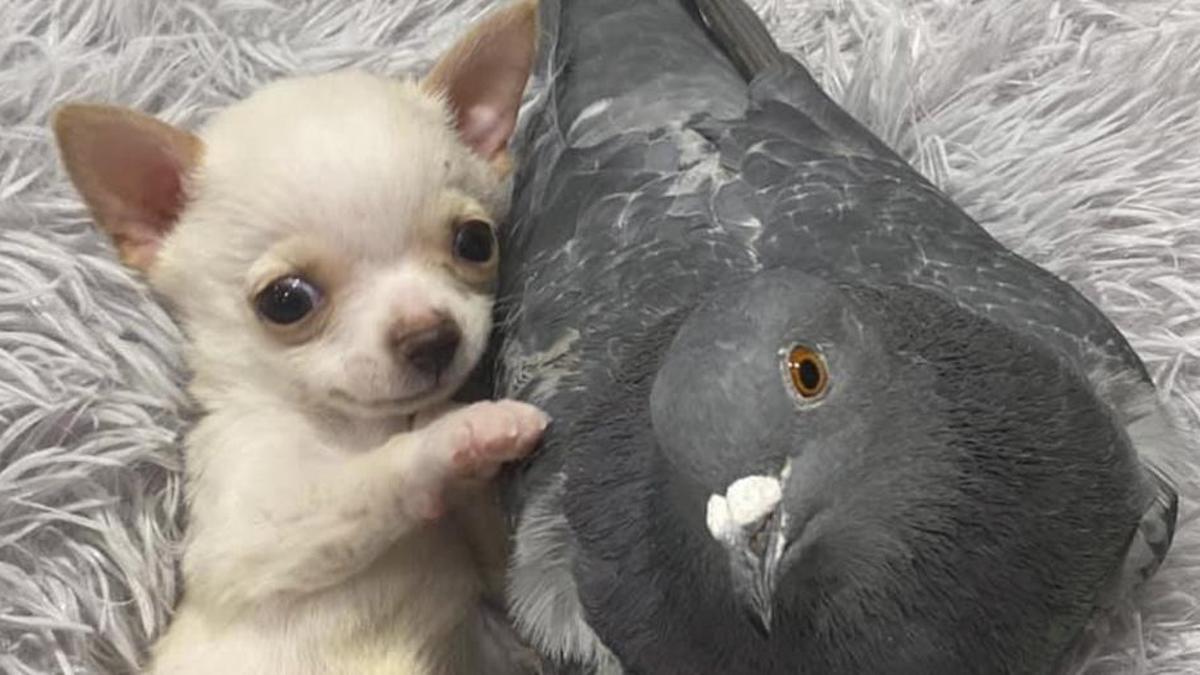 Un pigeon crée un lien adorable avec un chiot qui a besoin d'un ami