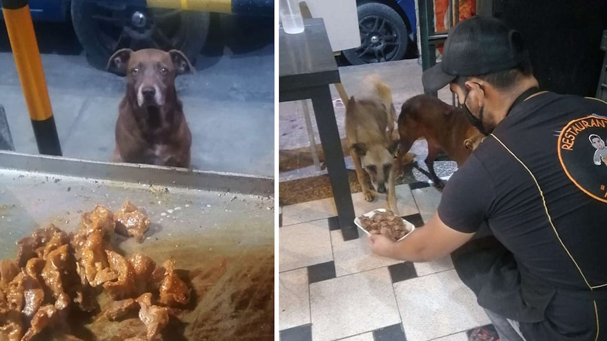 Un propriétaire de restaurant prépare de la nourriture gratuite pour chaque chien sans abri qui lui rend visite