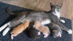 Une chatte qui a perdu ses chatons en accouchant en a adopté 4 autres abandonnés