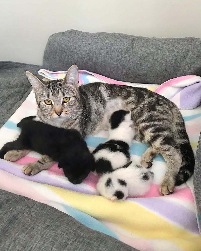 mamma