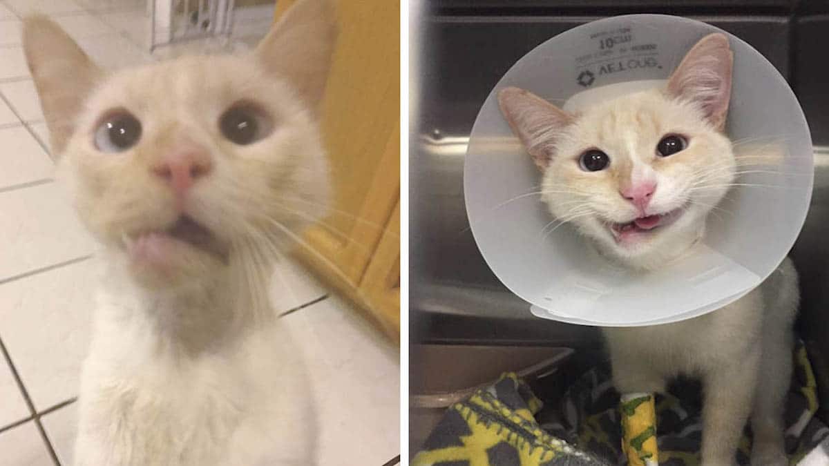 Une chatte secourue avec une mâchoire cassée obtient un magnifique nouveau sourire