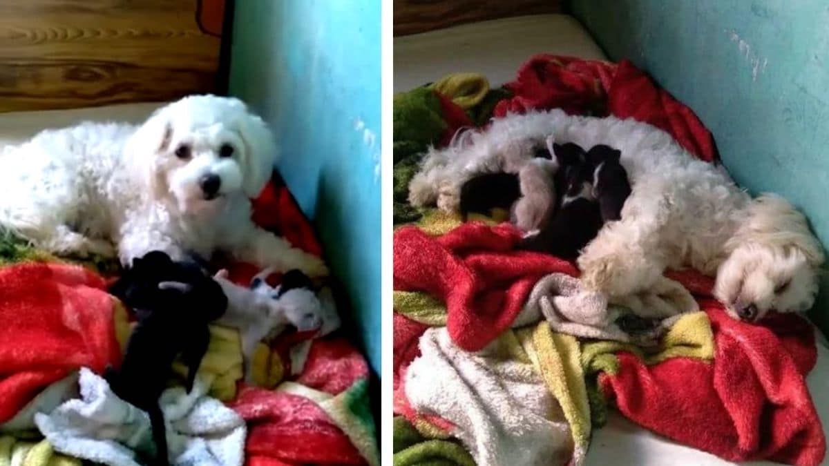 Une chienne adopte 5 chatons abandonnés par leur mère