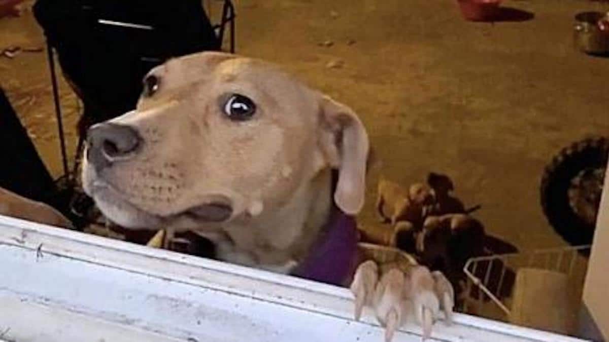 Une chienne appelle à l'aide pour sauver ses chiots qui luttaient pour survivre dans un garage.