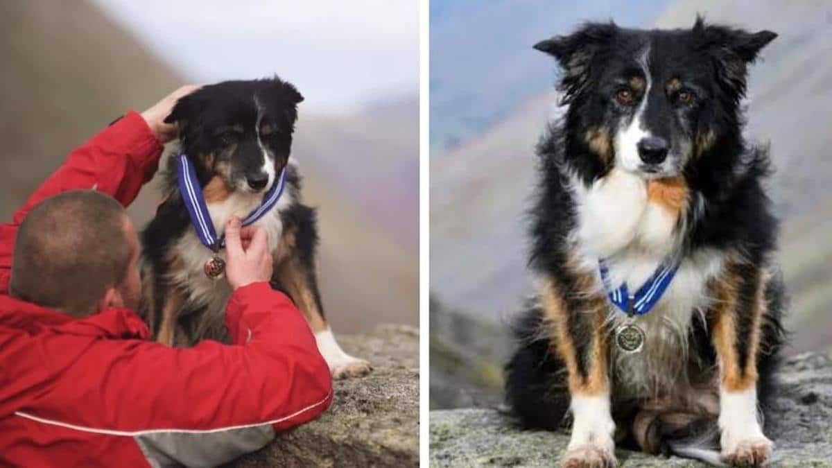 Une chienne est honorée d'une médaille pour 11 ans de dur labeur