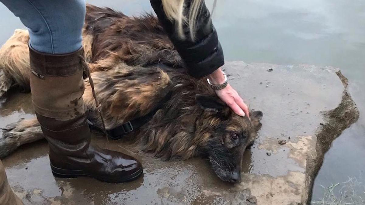 Une chienne jetée dans une rivière avec une pierre attachée autour du cou a lutté pendant des heures pour être secourue, elle a maintenant un foyer