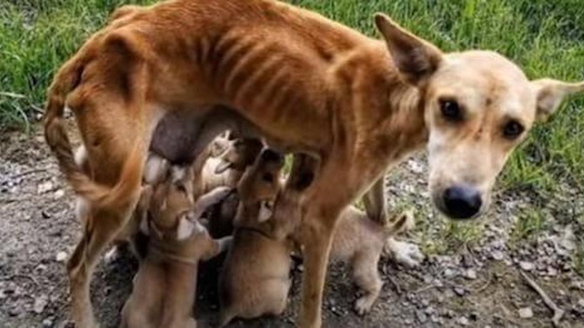 Une chienne mal nourrie et sans défense demande de l'aide alors qu'elle lutte pour nourrir ses bébés.