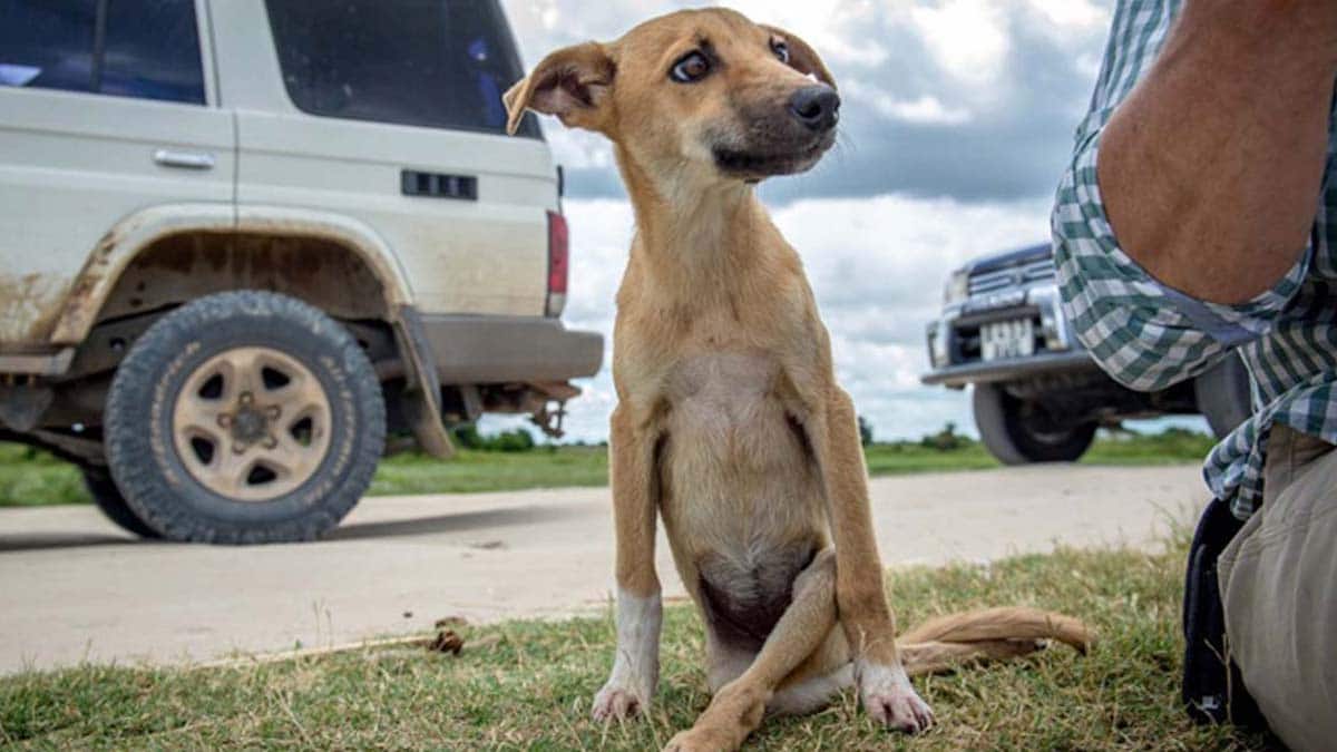 Une chienne paralysée rampe sur des kilomètres pour trouver de l'aide