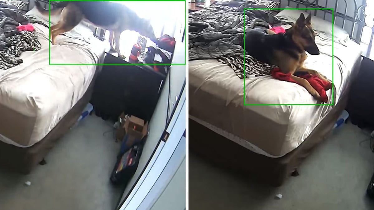Une chienne pris en vidéo en train de câliner les vêtements de son maître alors qu'il n'est pas chez lui