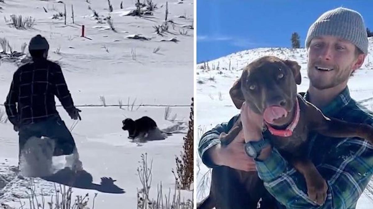 Une chienne retrouvée par son maître après deux jours perdus dans la neige