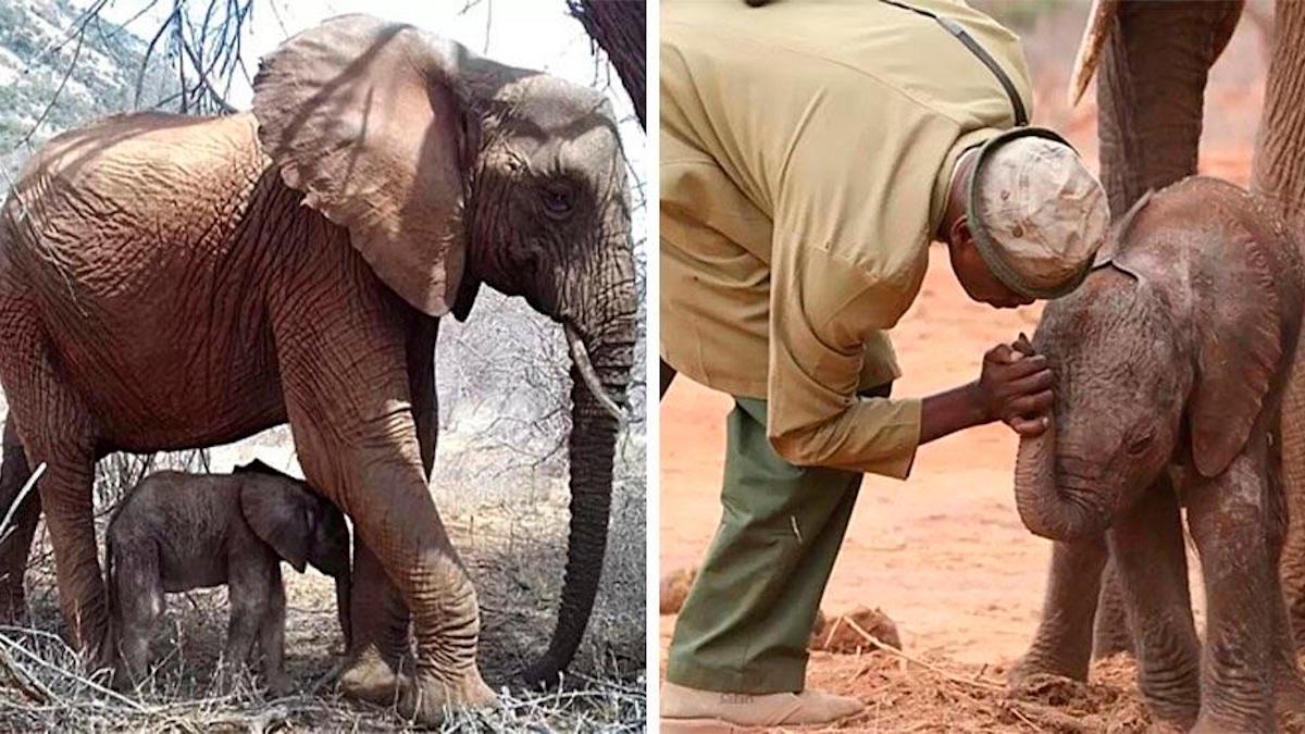 Une éléphante sauvage amène son nouveau-né pour rencontrer les personnes qui l'ont sauvée autrefois.