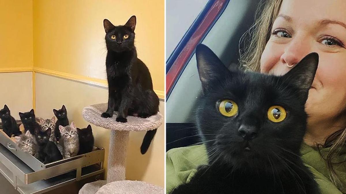 Une femme adopte un chaton et retourne au refuge pour retrouver sa mère qui y était depuis 6 mois