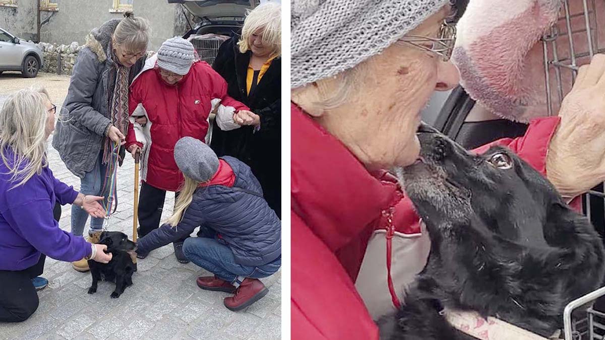 Une grand-mère ukrainienne retrouve sa chienne bien-aimée de 12 ans après qu'ils aient été séparés
