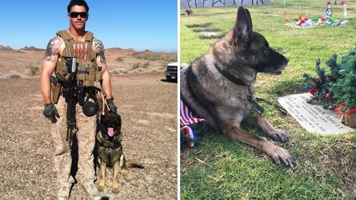 Une mère adopte le chien de son fils militaire tué au combat