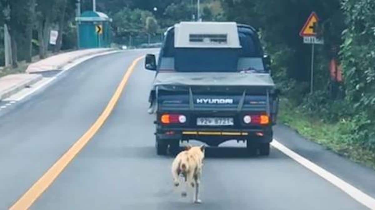 Une mère chienne court après le camion qui l'a séparée de ses chiots