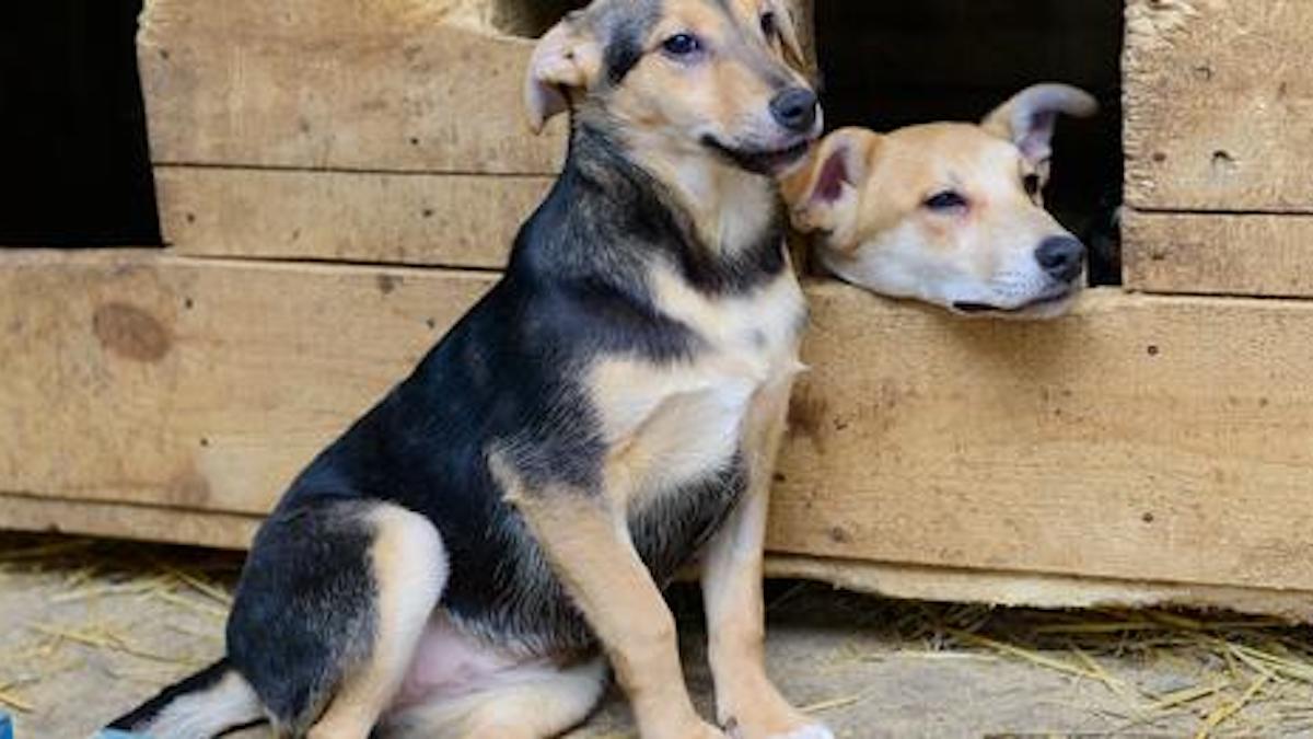 Une nouvelle initiative visant à construire des maisons pour les chiens errants a été mise en place.
