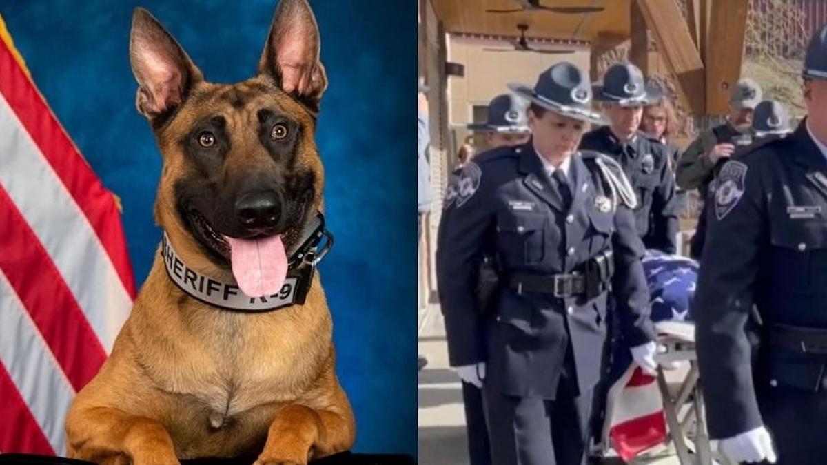 Vidéo : Dernier adieu à Jinx, le chien de garde tué en service