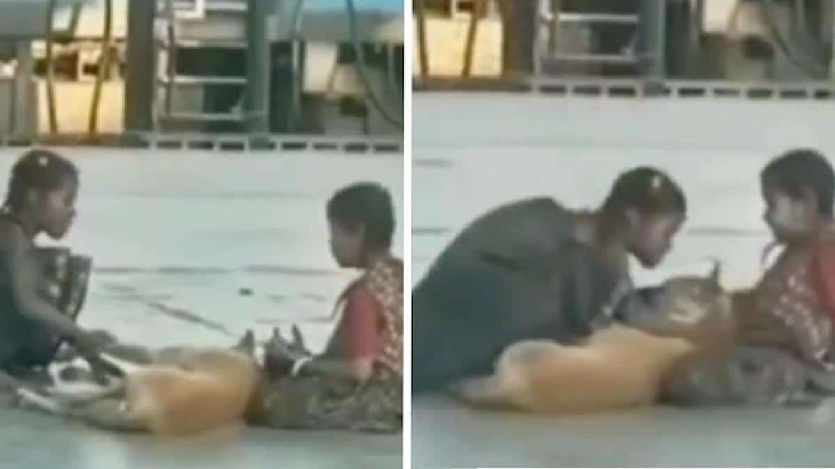 Vidéo: Des filles filmées en train de caresser un chien errant deviennent amies