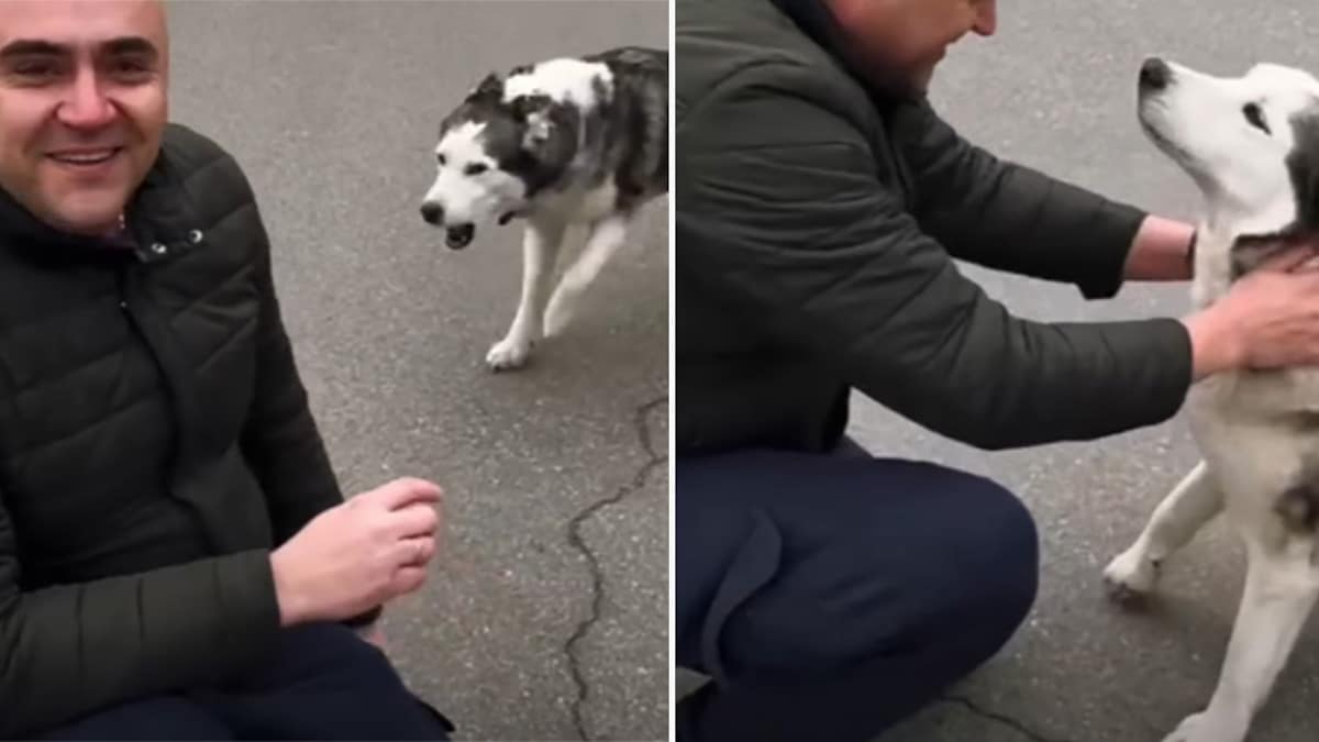 Vidéo: Des soldats en Ukraine aident un chien perdu à retrouver son maître
