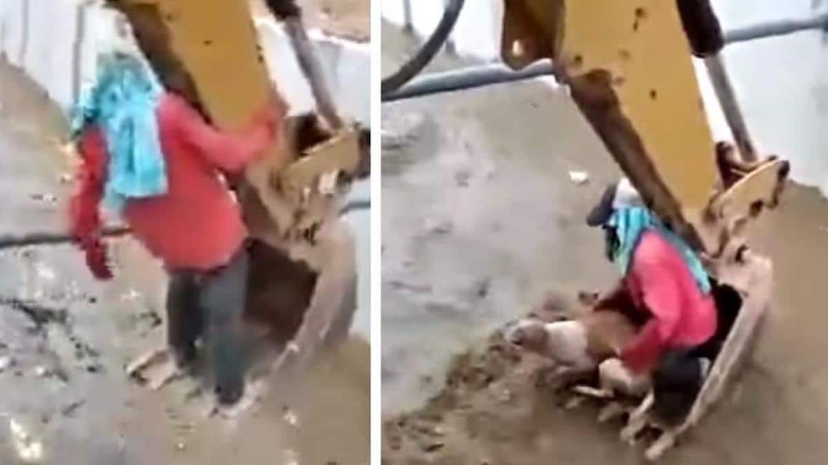 Vidéo: Des travailleurs utilisent une pelleteuse pour sauver un chien emporté par les eaux de crue