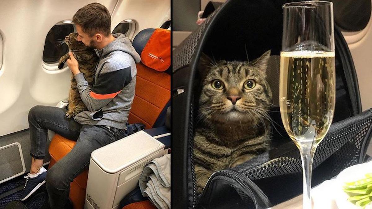 Vidéo: Ils ne l'ont pas laissé voyager dans l'avion avec son chat en surpoids, alors il a conçu un plan contourner les contrôles