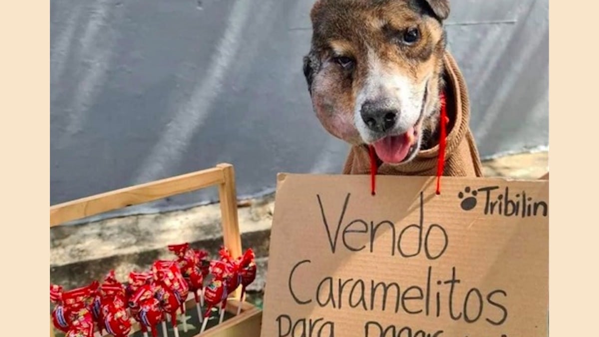 Vidéo: L'histoire de Tribilin le chien qui vendait des bonbons pour payer sa chimiothérapie, est mort