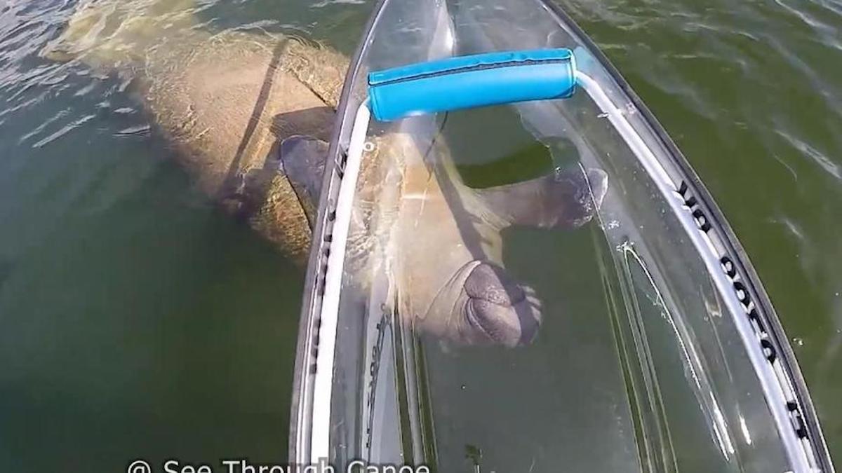 Vidéo: Plaisirs et dangers des canoës transparents : lamantins et attaques de requins