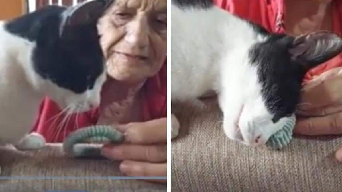 Vidéo poignante : Un chat renifle un vêtement de sa maîtresse décédée et se frotte avec celui-ci..