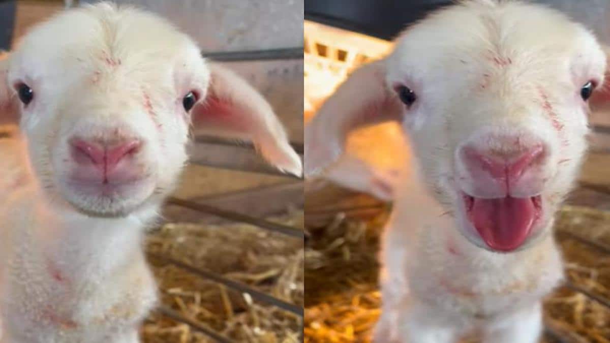 Vidéo : Un bébé agneau parle dans les minutes qui suivent sa naissance, sublime