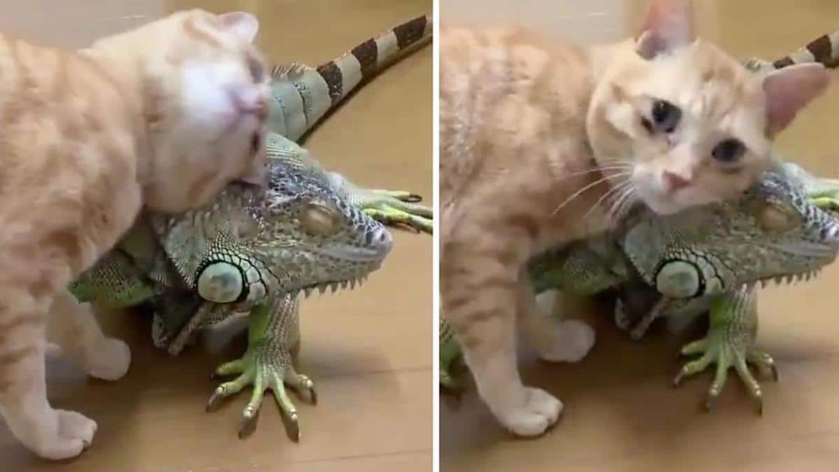 Vidéo: Un chat câlin utilise les écailles de son ami iguane pour se gratter.