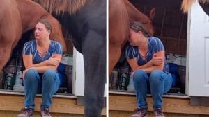 Vidéo: Un cheval réconforte et pousse sur son épaule un propriétaire qui pleure son divorce