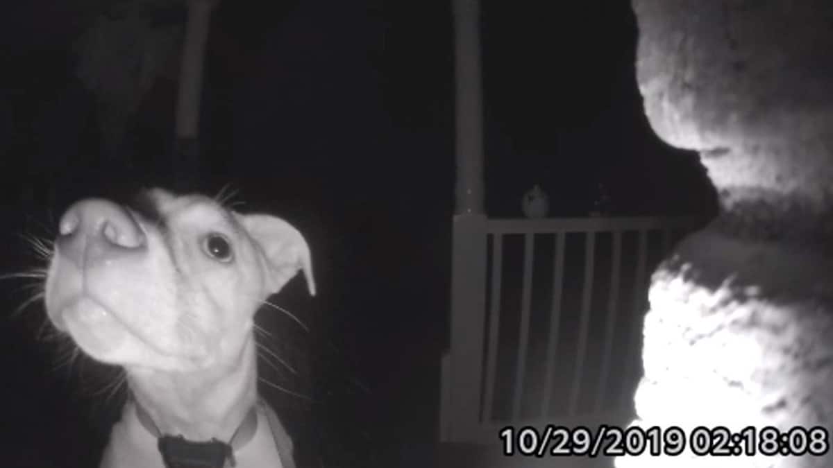 Vidéo: Un chien a sonné à la porte à 2 heures du matin après être resté accidentellement dehors