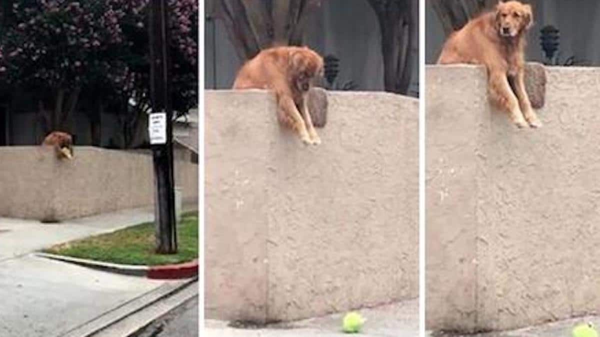 Vidéo: Un chien dépose chaque jour sa balle sur le mur dans l'espoir que quelqu'un joue avec.
