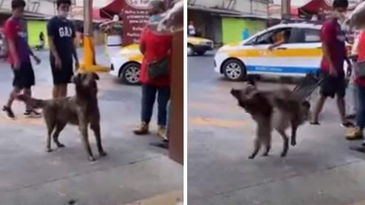 Vidéo: Un chien errant a appris à faire un truc pour obtenir du pain gratuit dans un magasin.