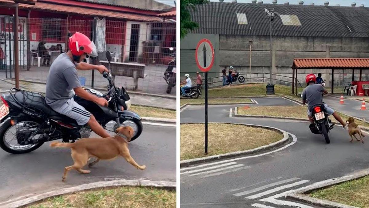 Vidéo: Un chien errant participe à une école de conduite en poursuivant des motos