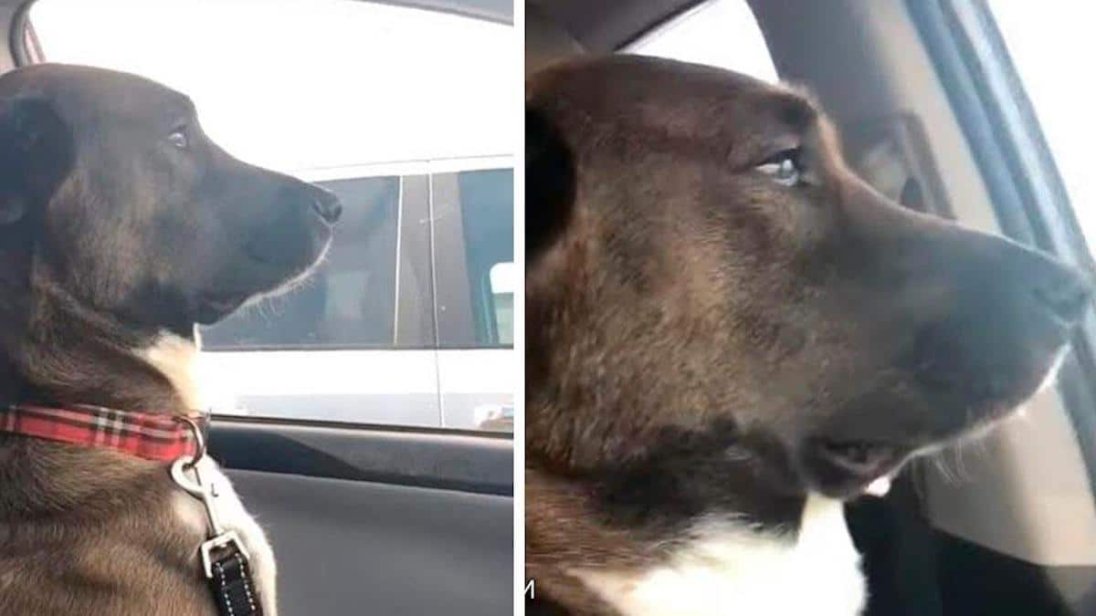 Vidéo: Un chien est bouleversé et évite le contact visuel avec son maître après avoir été emmené chez le dentiste.