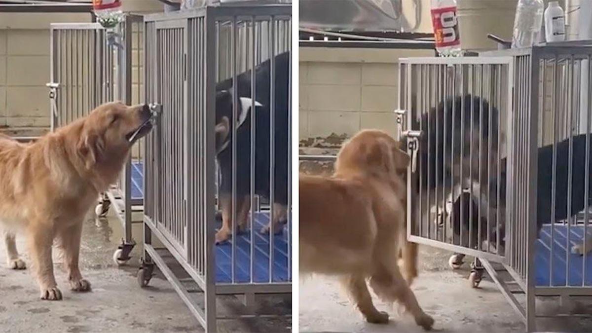 Vidéo: Un chien intelligent a ouvert la cage de ses amis avec sa gueule et les a libérés.