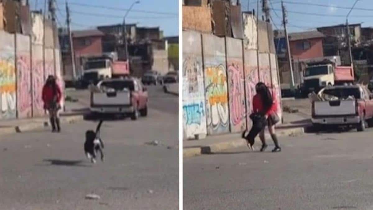 Vidéo: Un chien salue sa maîtresse et danse avec elle chaque fois qu'elle rentre de l'école.
