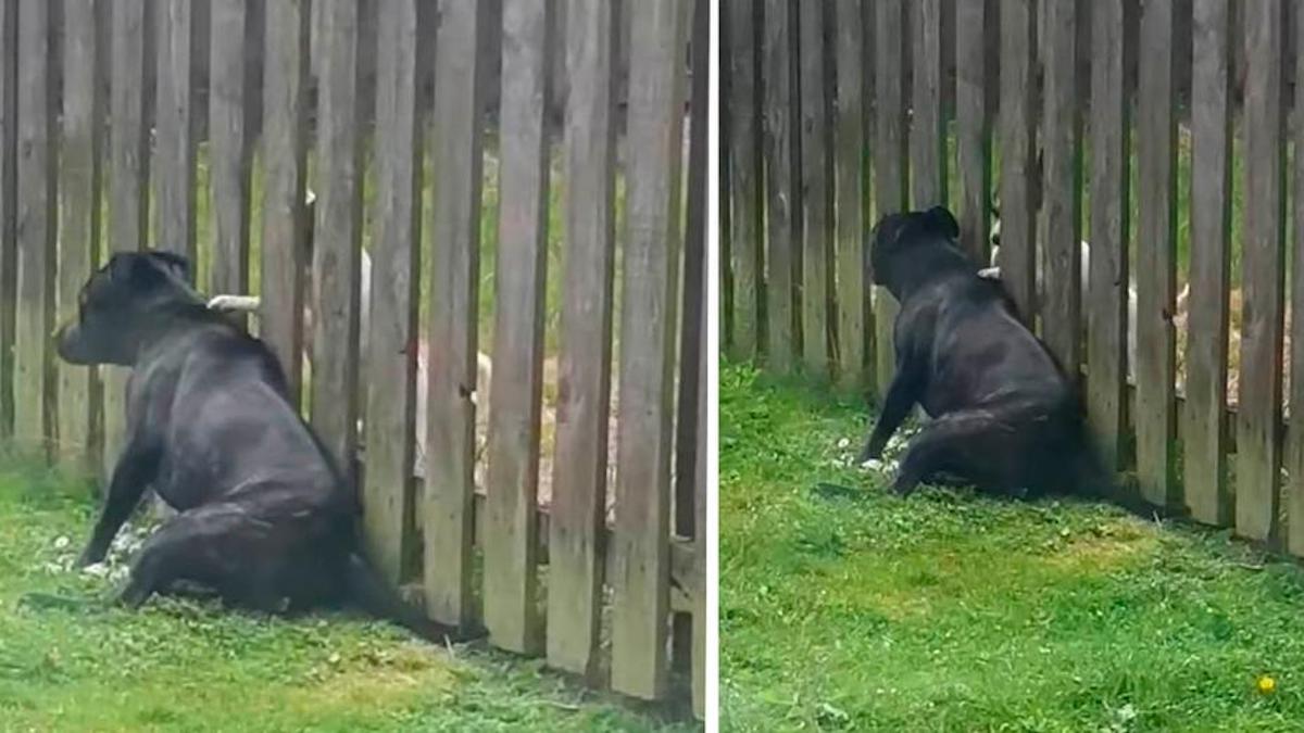 Vidéo : Un chien se rend tous les jours à une clôture pour se faire masser par le chiot voisin