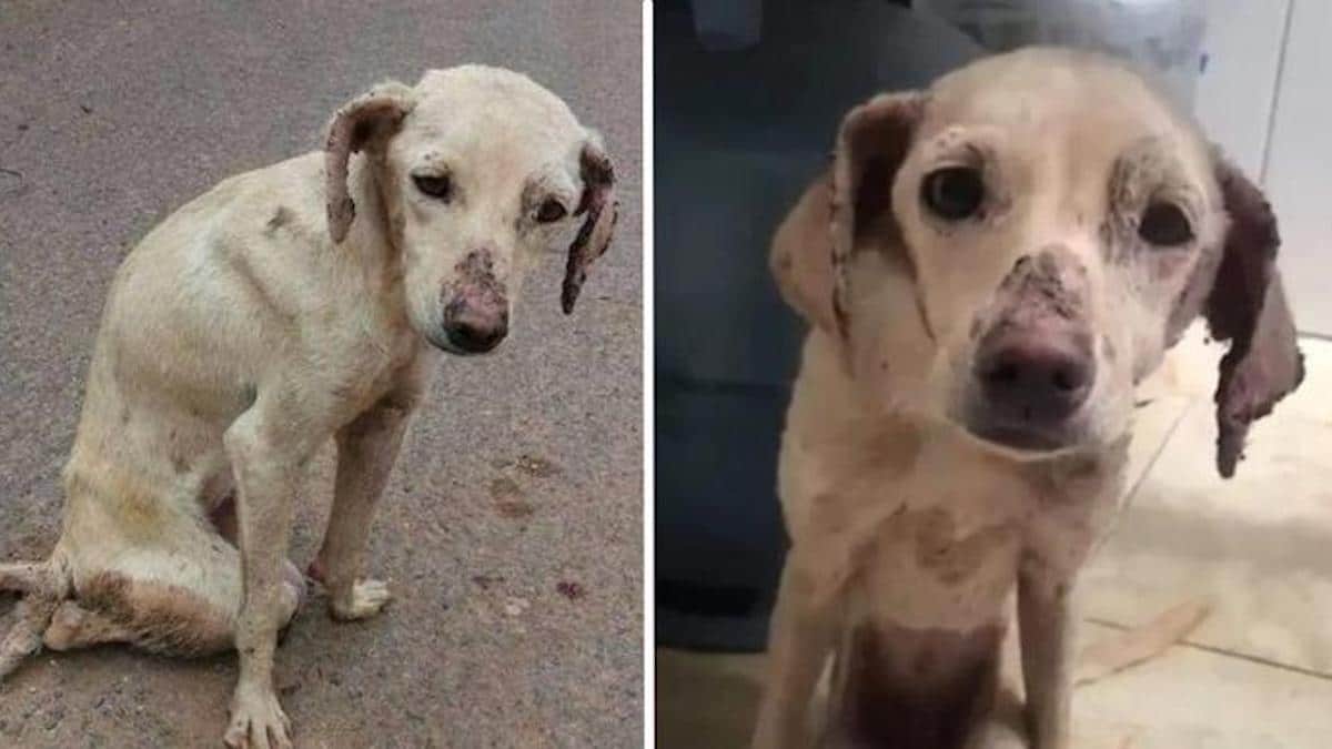 VIDEO Un chien souffrant de paralysie des pattes a pu remarcher après 3 mois, sublime vidéo