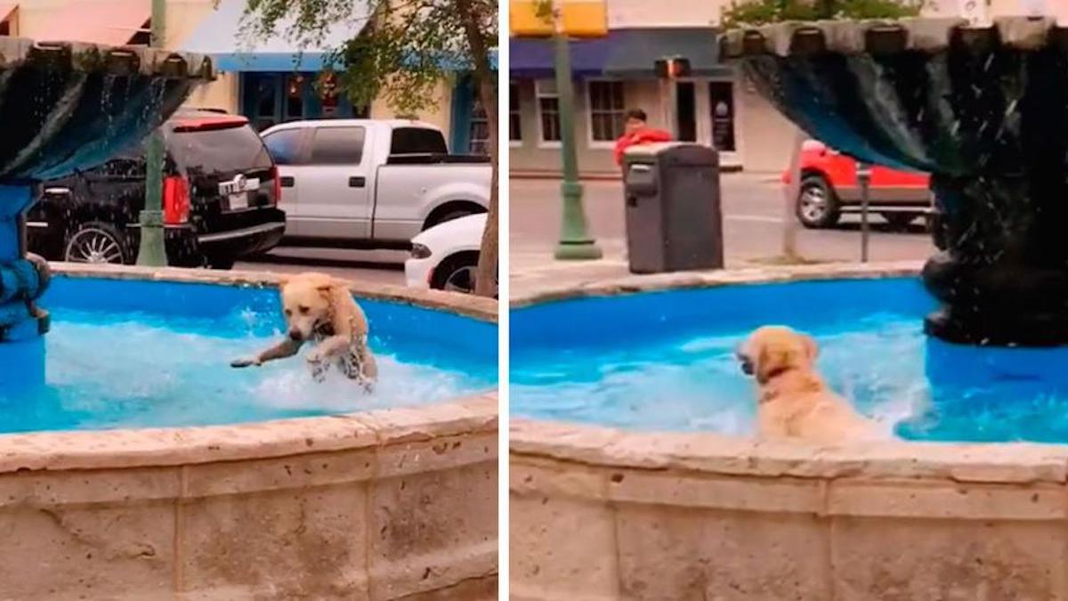 Vidéo: Un chien voit qu'il n'y a personne dans la rue et entre dans une piscine sans permission pour jouer seul.