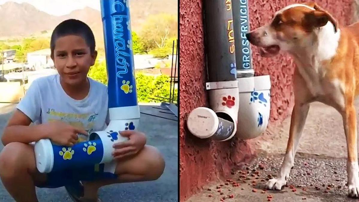 Vidéo: Un enfant de 11 ans fabrique et installe des mangeoires pour les chiens sans abri...